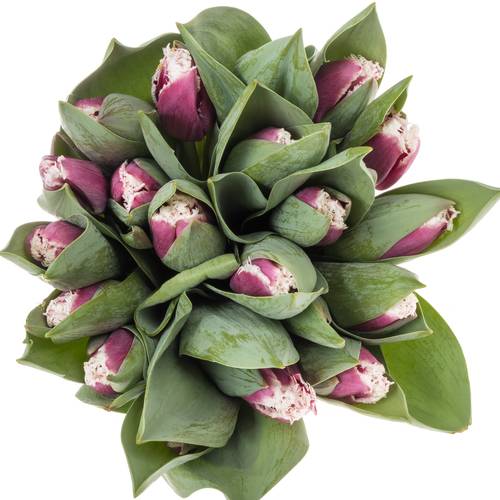 Tulpe lila/weiss San Stefano Triflo 34 Gramm