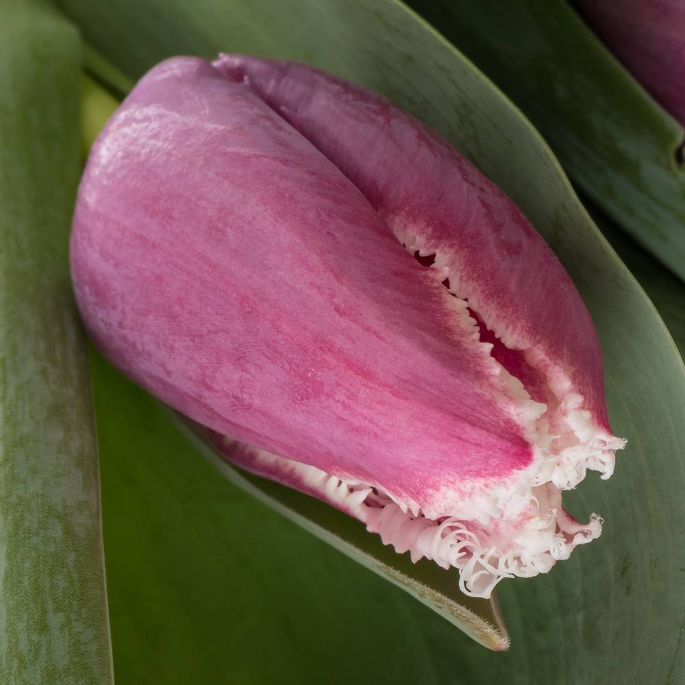 Tulpe lila/weiss San Stefano Triflo 34 Gramm