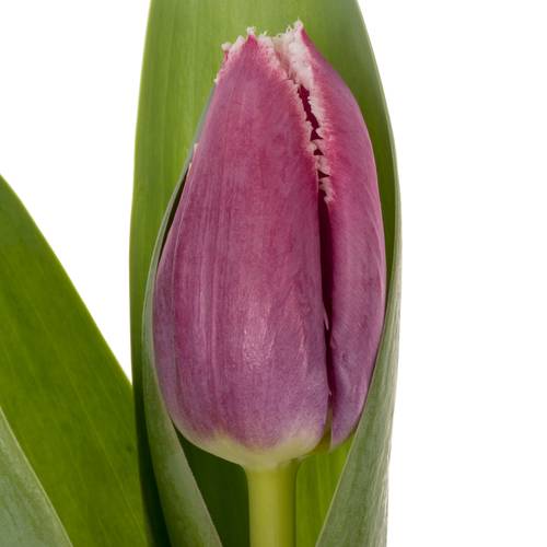 Tulpe lila/weiss San Stefano Triflo 34 Gramm