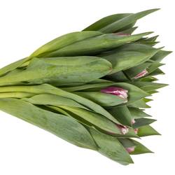 Tulpe lila/weiss San Stefano Triflo 34 Gramm