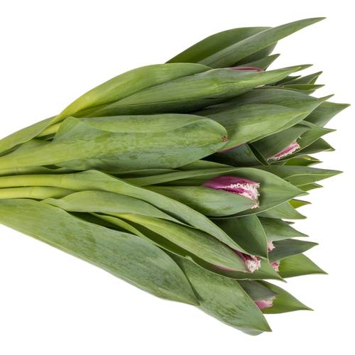 Tulpe lila/weiss San Stefano Triflo 34 Gramm