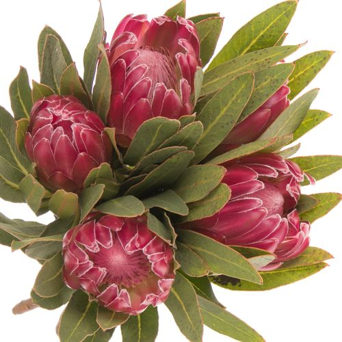 Protea rot Brenda 50cm