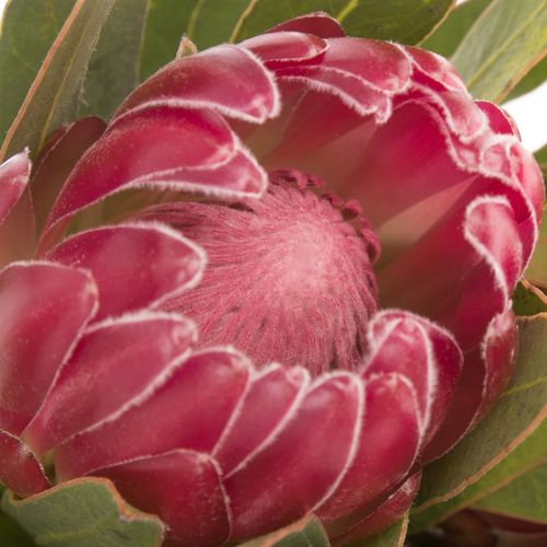 Protea rot Brenda 50cm