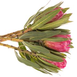 Protea rot Brenda 50cm