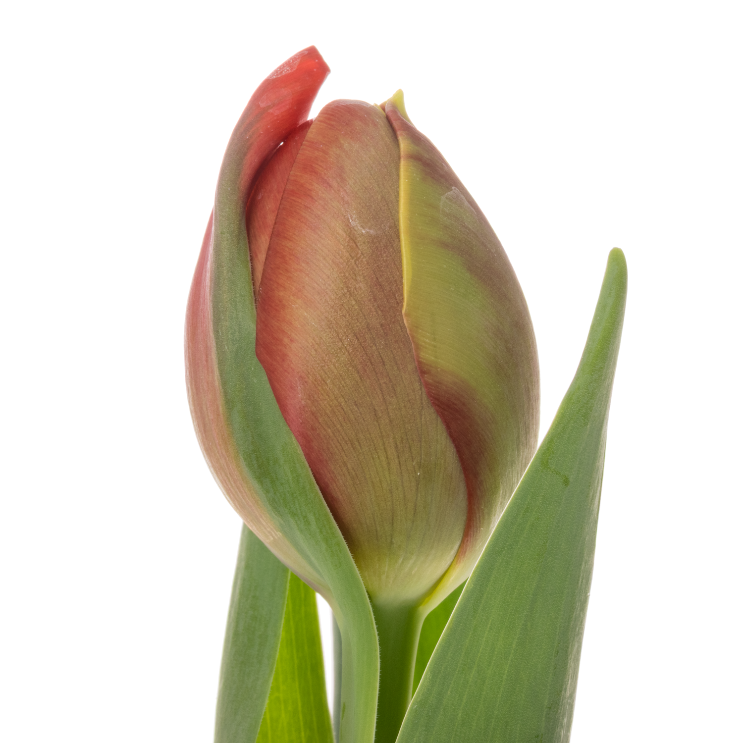 Tulpe rot doppel Lucky luuk 40 Gramm