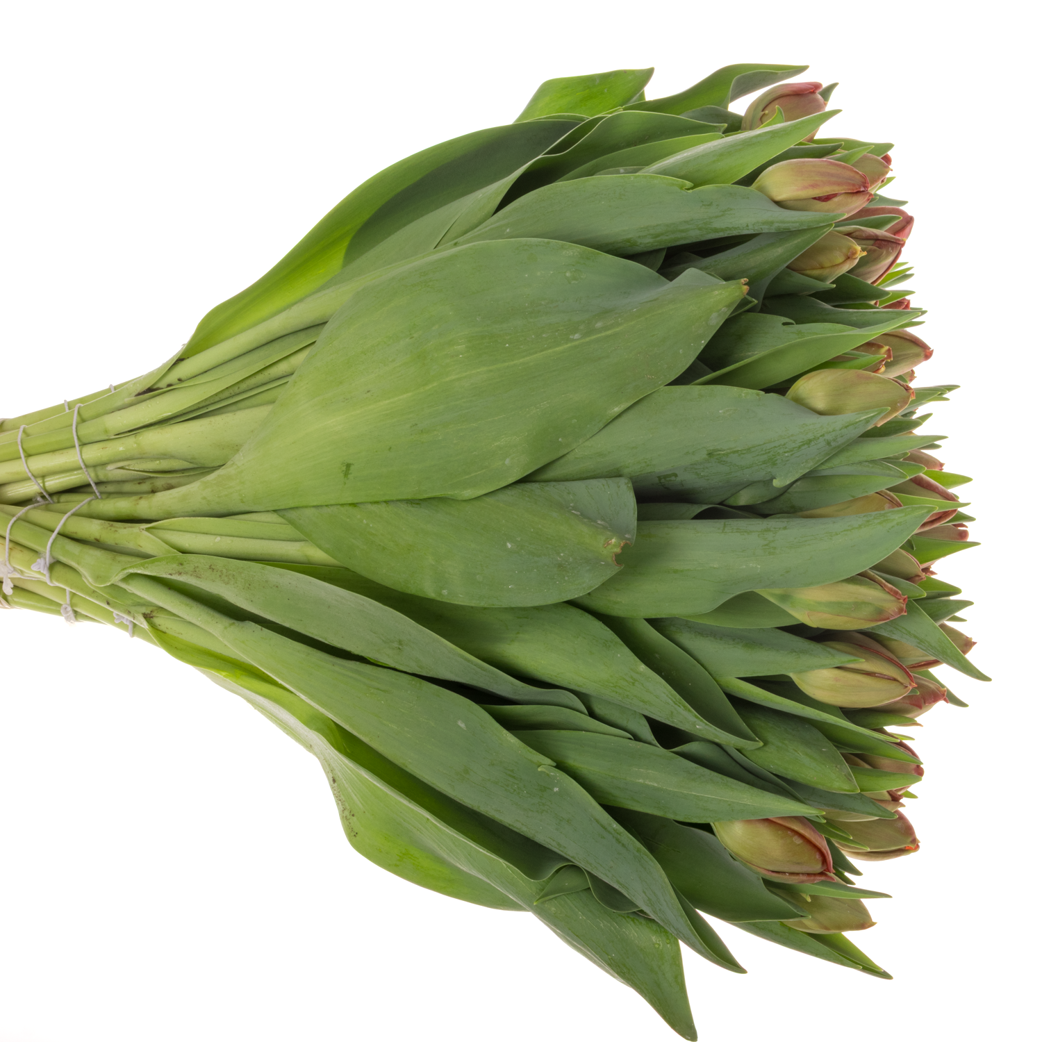 Tulpe rot doppel Lucky luuk 40 Gramm