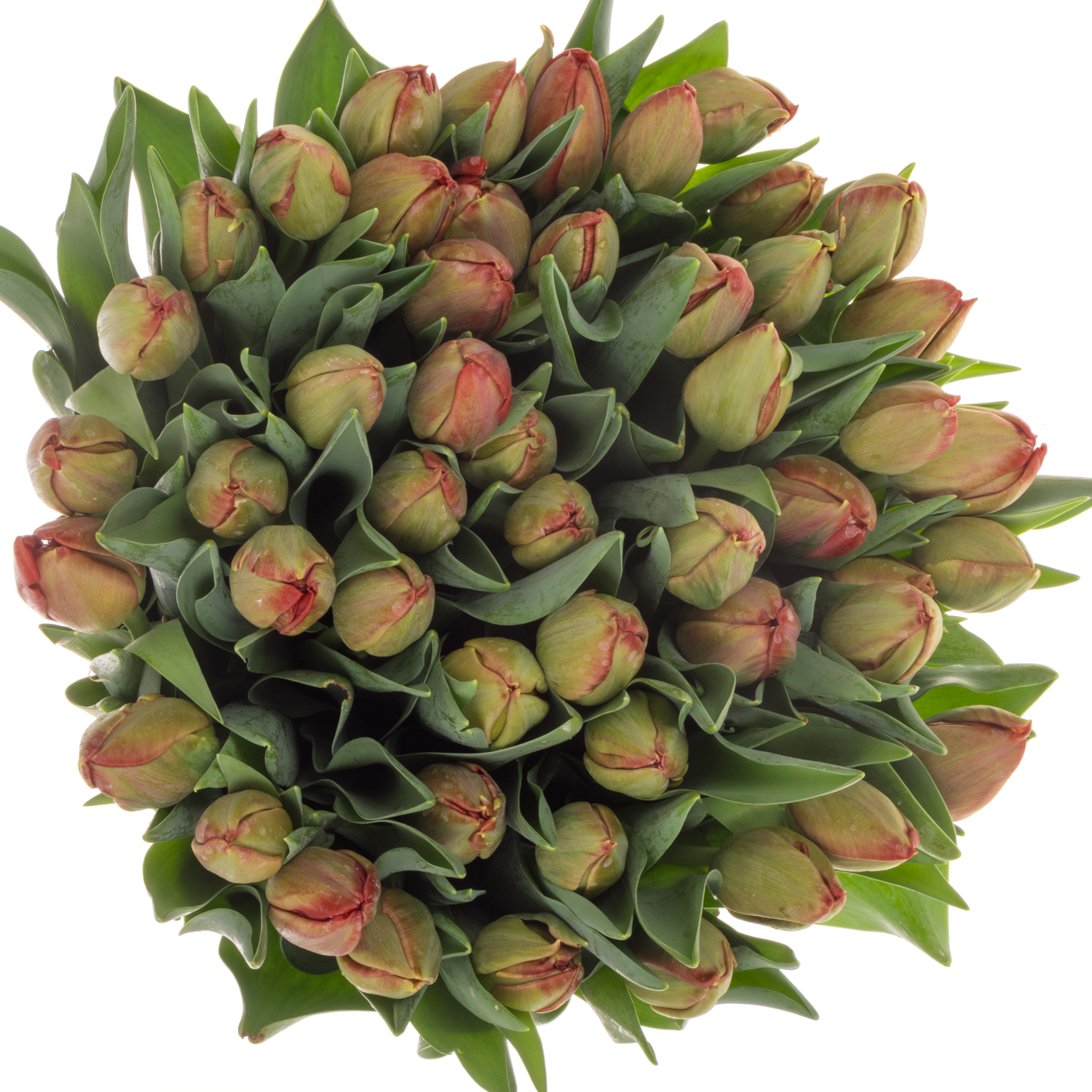 Tulpe rot doppel Lucky luuk 40 Gramm