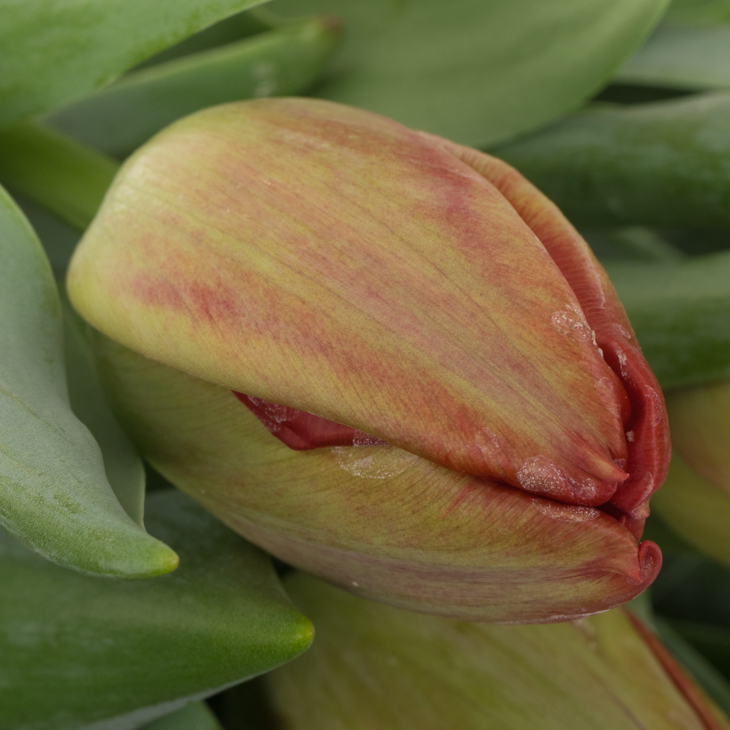 Tulpe rot doppel Lucky luuk 40 Gramm