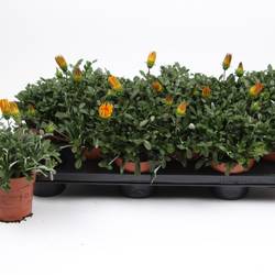 Gazania Jupiter orange T10,5 H020