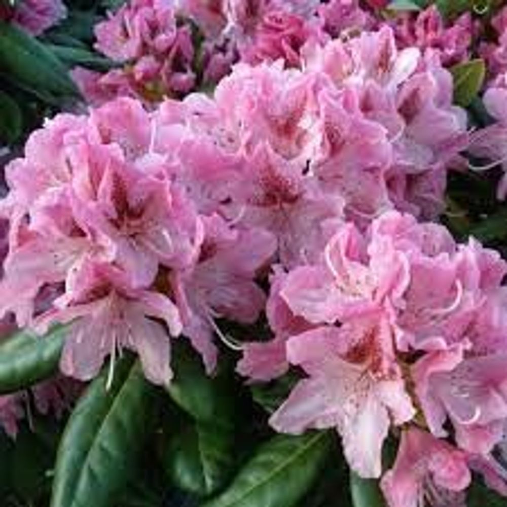 Rhododendron Cosmop. T27 H50