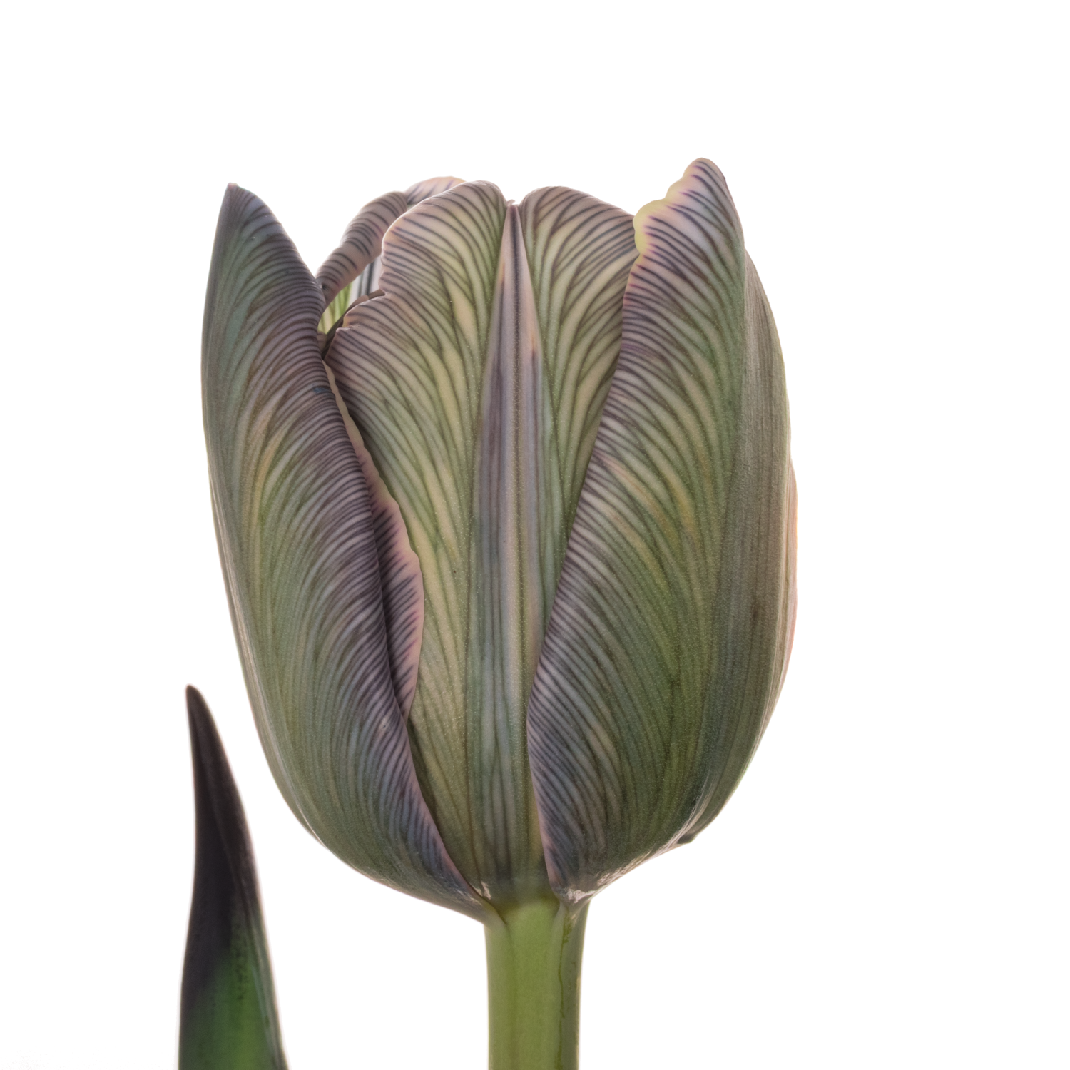 Tulpe gefärbt Double Dusty Olive 32 Gramm