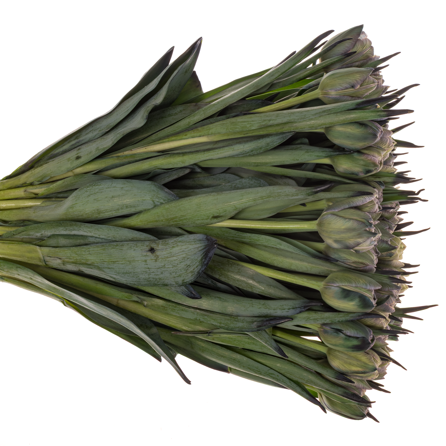 Tulpe gefärbt Double Dusty Olive 32 Gramm