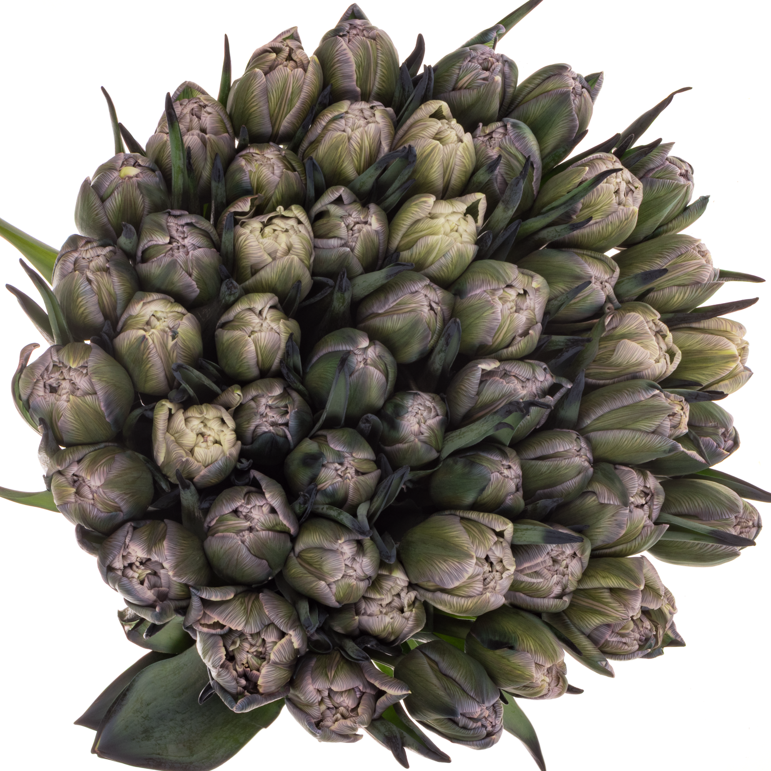 Tulpe gefärbt Double Dusty Olive 32 Gramm