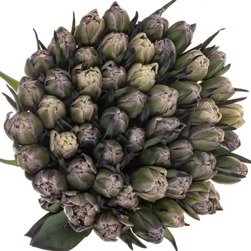 Tulpe gefärbt Double Dusty Olive 32 Gramm