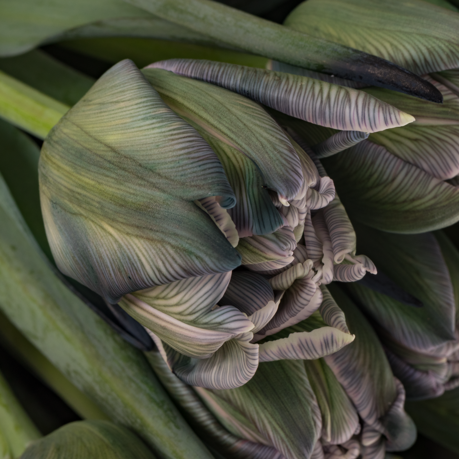 Tulpe gefärbt Double Dusty Olive 32 Gramm