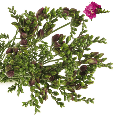 Freesie pink gefüllt Purple King 28 Gramm