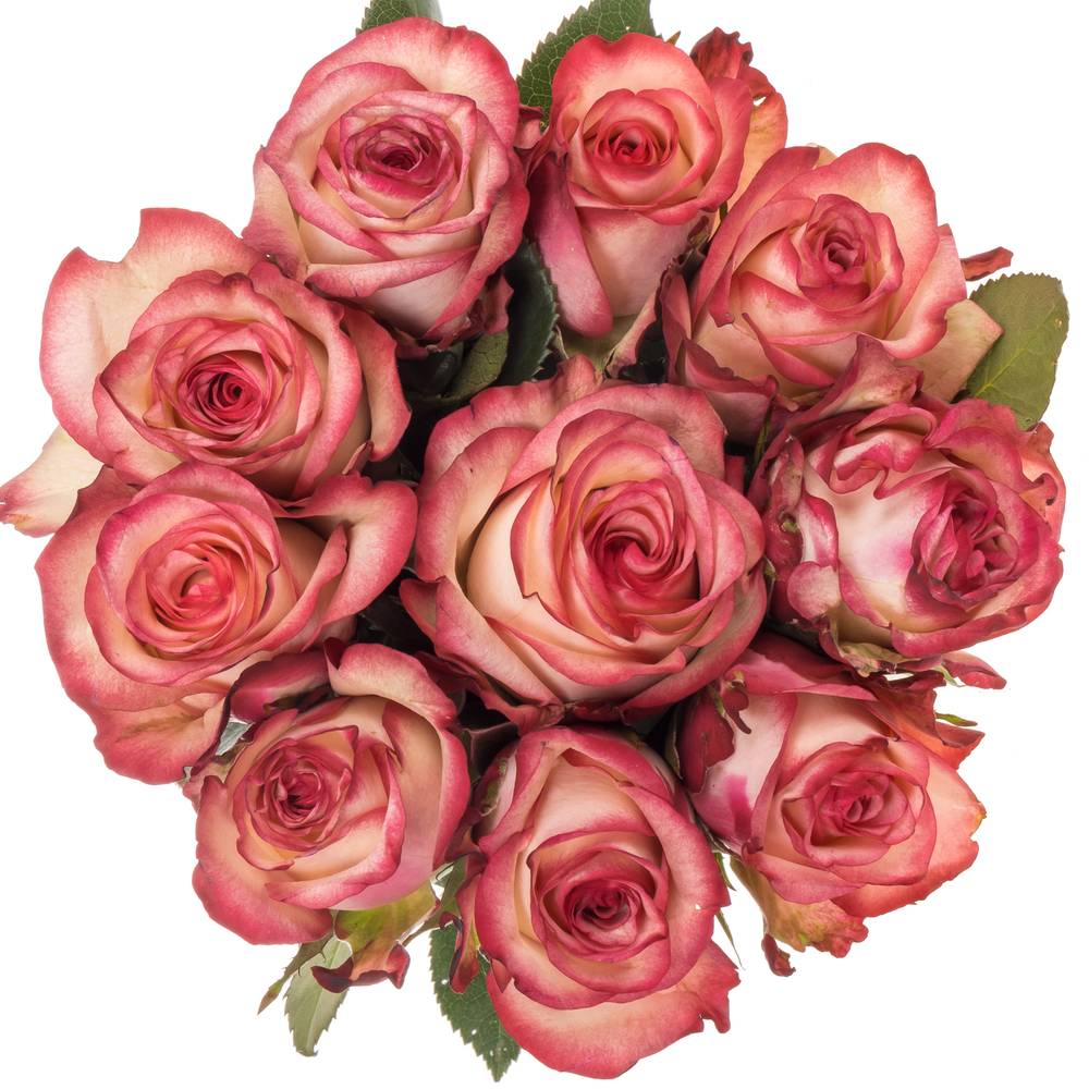 Rose creme/rot Paloma 40cm Valentinstag