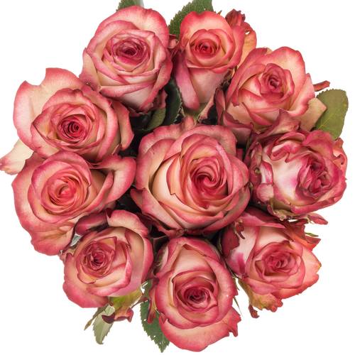 Rose creme/rot Paloma 40cm Valentinstag