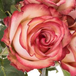 Rose creme/rot Paloma 40cm Valentinstag