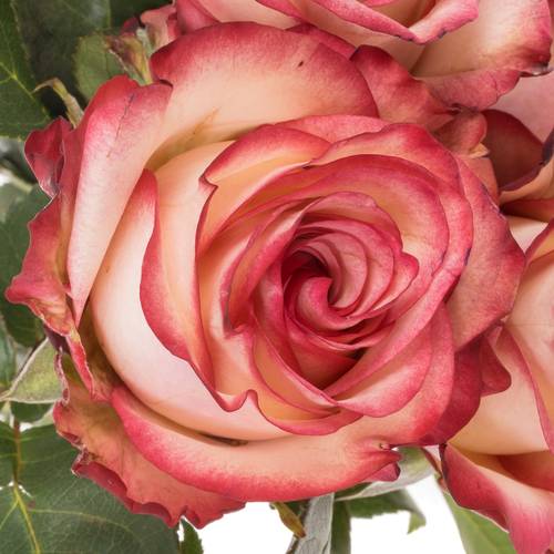 Rose creme/rot Paloma 40cm Valentinstag