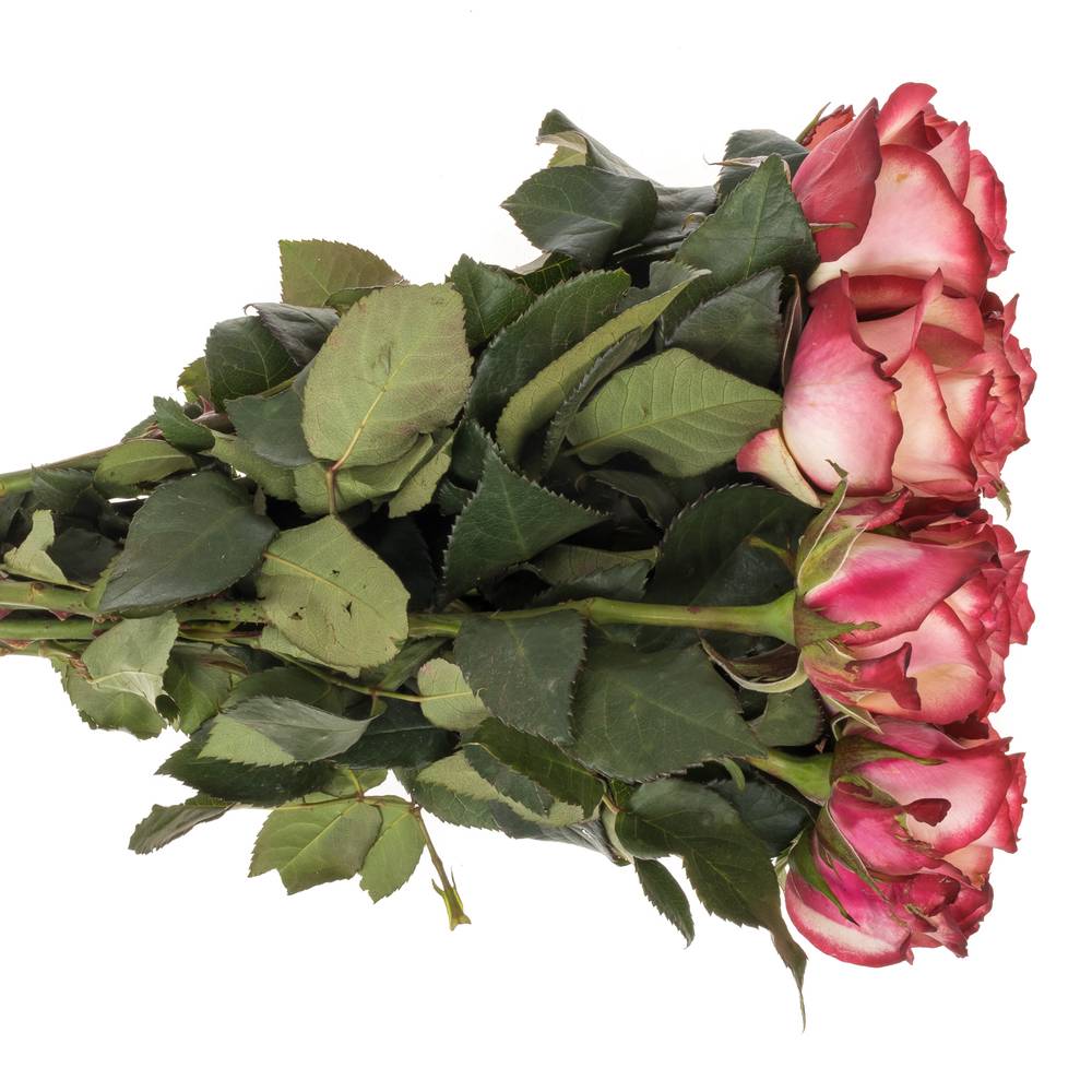 Rose creme/rot Paloma 40cm Valentinstag