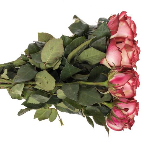 Rose creme/rot Paloma 40cm Valentinstag