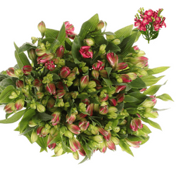 Alstroemerie fuchsia Noa 12+Blüte 70cm