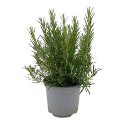 Rosmarinus grün Officinalis T18 H040