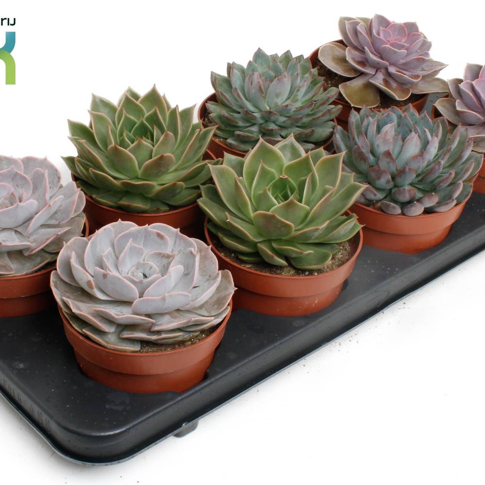 Echeveria mix T12 H015