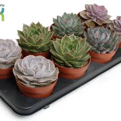 Echeveria mix T12 H015