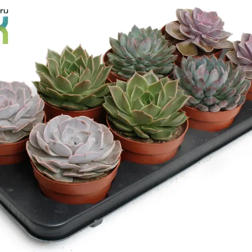 Echeveria mix T12 H015