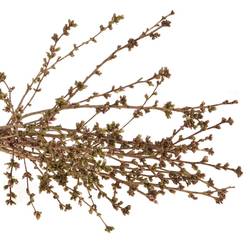Prunus rosa Mandelzweig 120cm