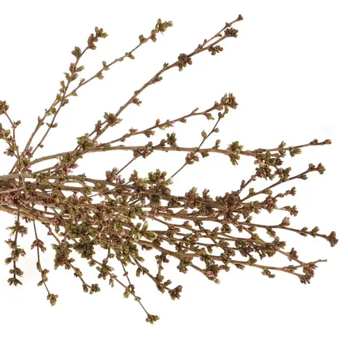 Prunus rosa Mandelzweig 120cm