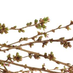 Prunus rosa Mandelzweig 120cm