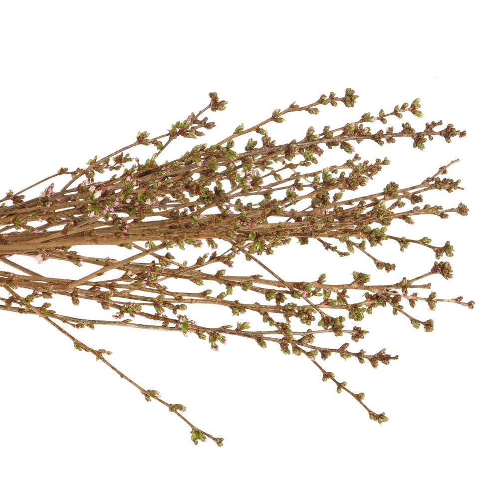 Prunus rosa Mandelzweig 120cm