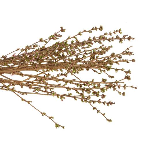 Prunus rosa Mandelzweig 120cm
