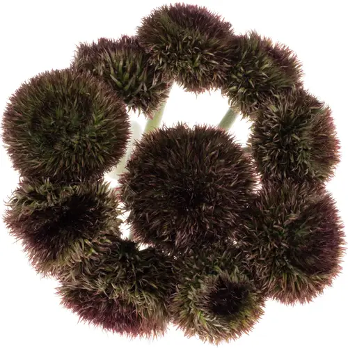 Gerbera dunkel braun Pompon Chocoloco 6cm x10 Bund