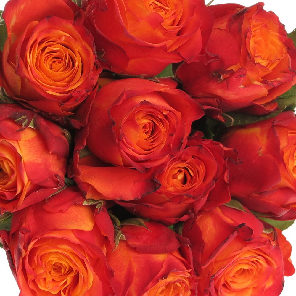 Rose orange/rot Atomic 60cm