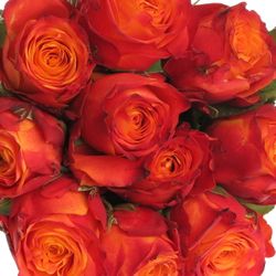 Rose orange/rot Atomic 60cm