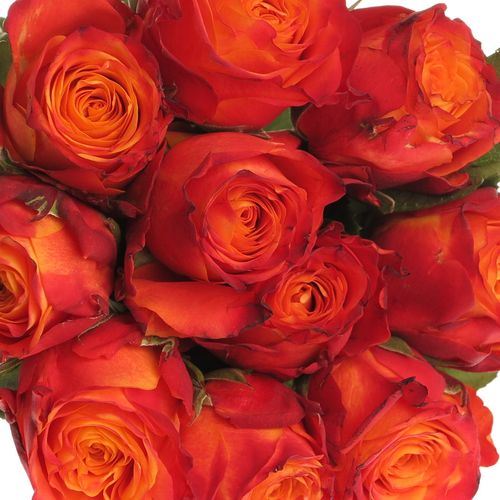 Rose orange/rot Atomic 60cm