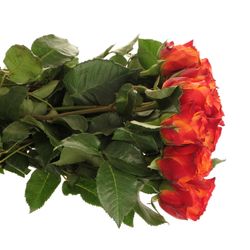 Rose orange/rot Atomic 60cm