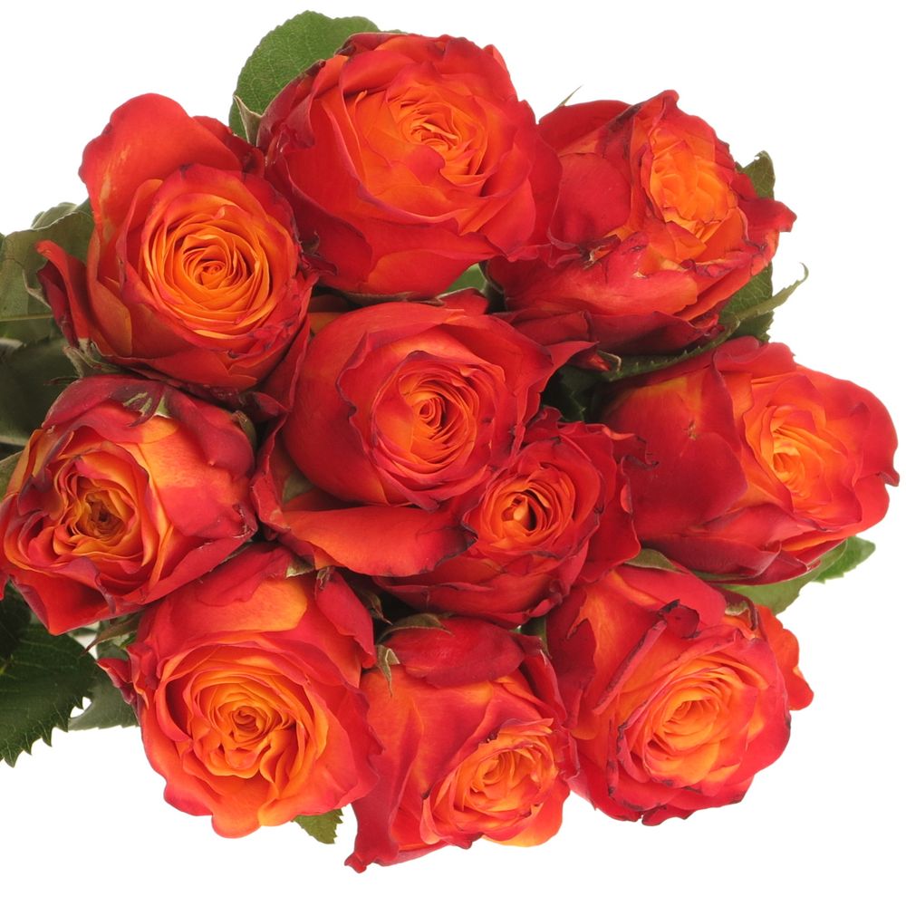 Rose orange/rot Atomic 60cm