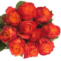 Rose orange/rot Atomic 60cm