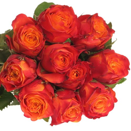 Rose orange/rot Atomic 60cm