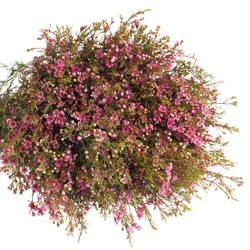 Waxfl.lila Natur 80c 50gram