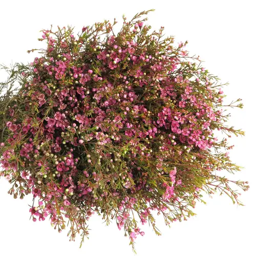 Waxfl.lila Natur 80c 50gram