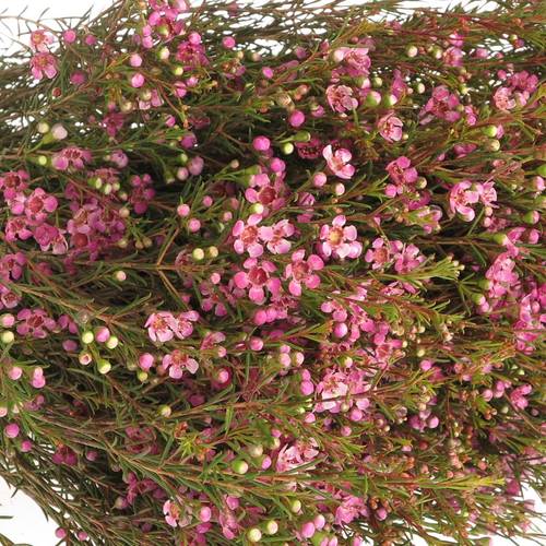 Waxfl.lila Natur 80c 50gram