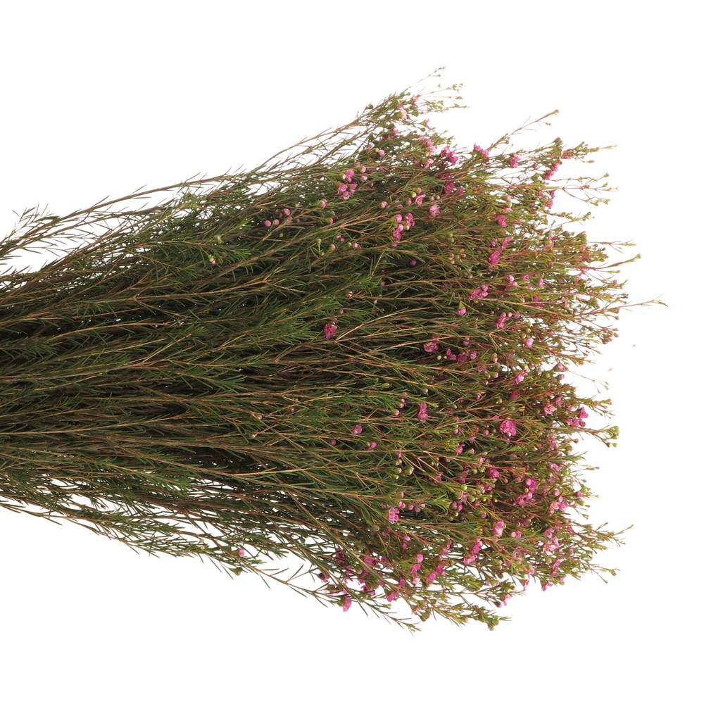 Waxfl.lila Natur 80c 50gram