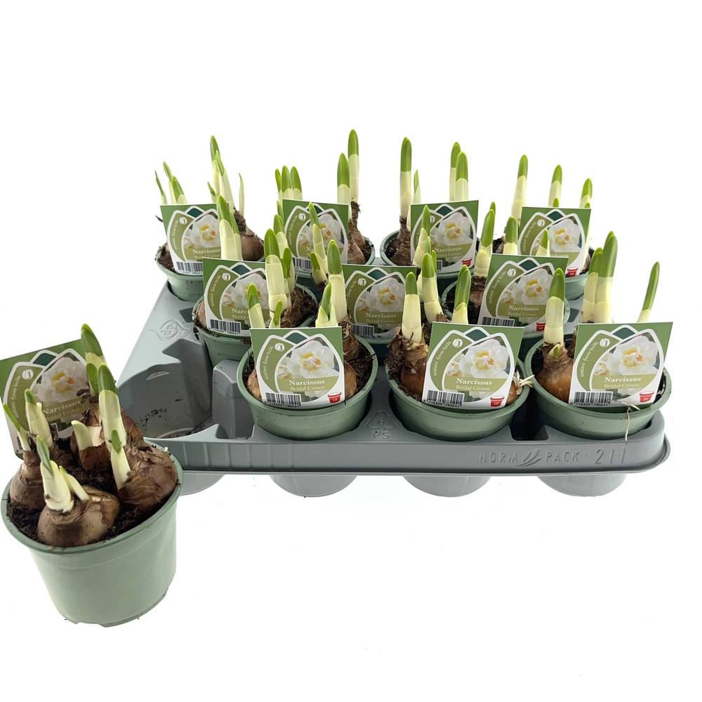 Narzisse 4er Bridal Crown weiss T10 H015