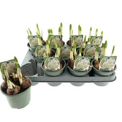 Narzisse 4er Bridal Crown weiss T10 H015